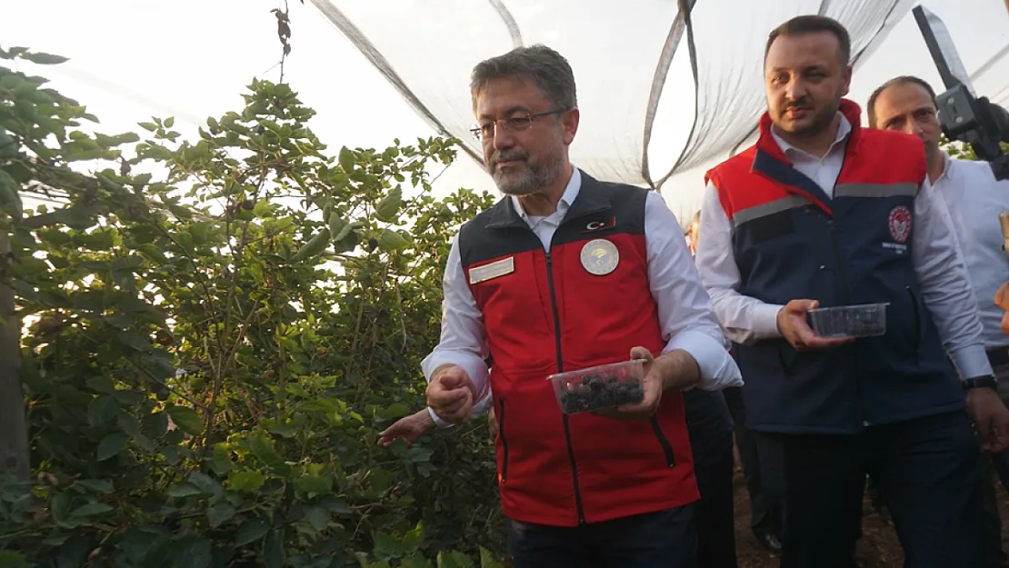 Tarım Bakanı Yumaklı, Siirt'te Böğürtlen Hasadına Katıldı