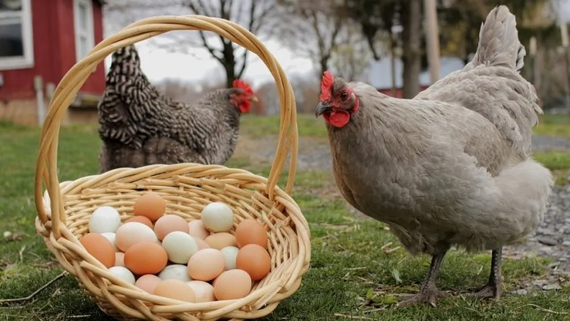 'Tavuk mu yumurtadan çıkar, yumurta mı tavuktan?' sorusunun cevabı bulundu! İşte cevabı...