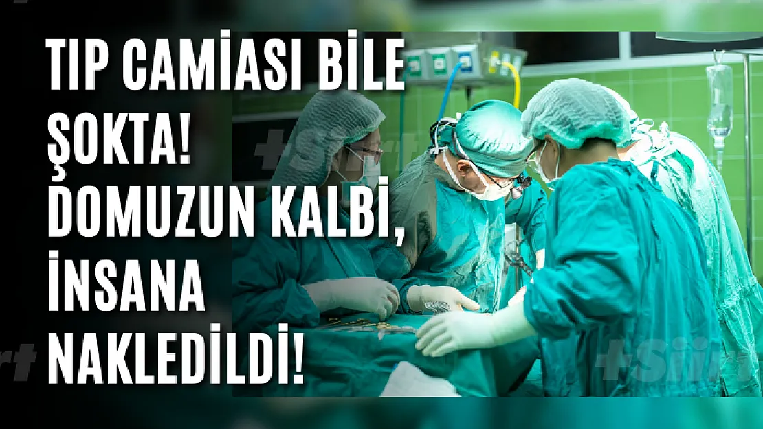 Tıp camiası bile şokta! Domuzun kalbi, insana nakledildi!