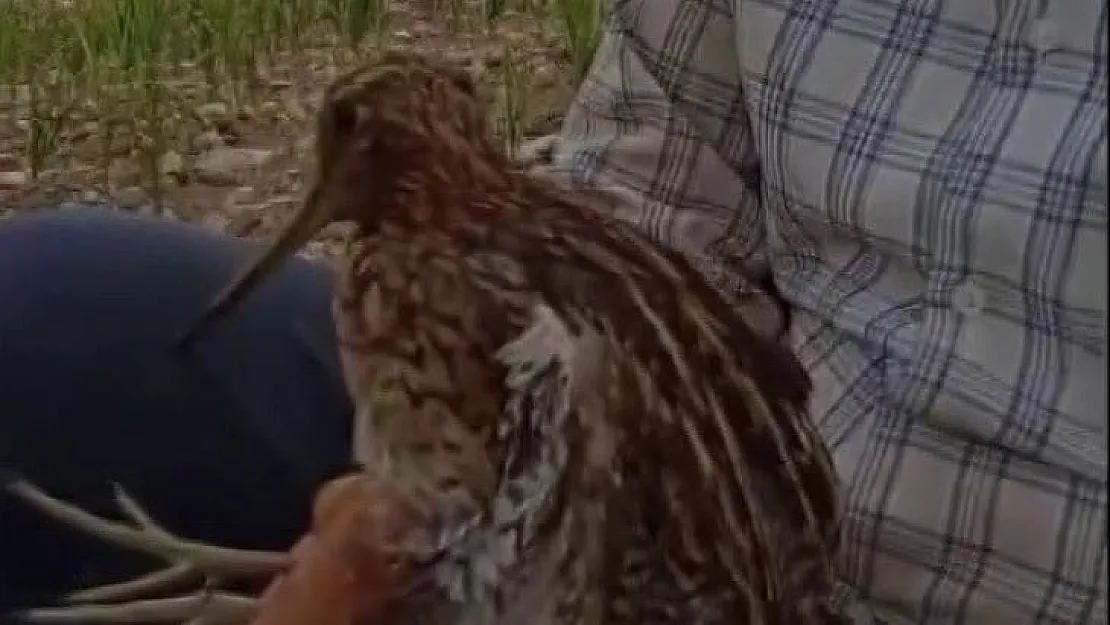 Türkiye'de nadir görülen Gallinago kuşu yaralı halde bulundu