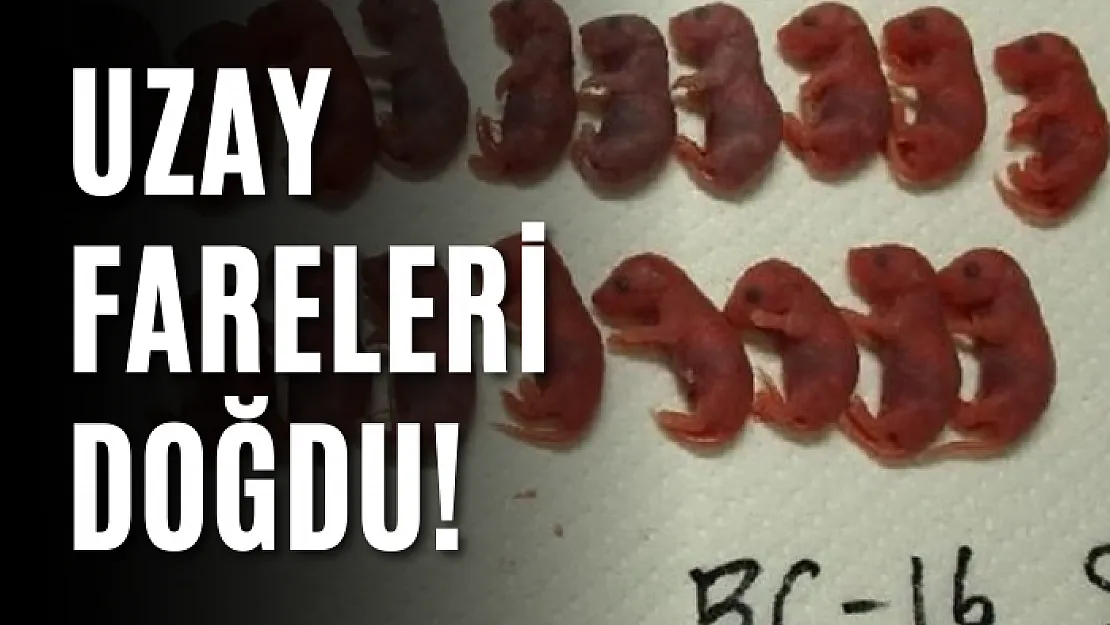 Uzay fareleri doğdu!