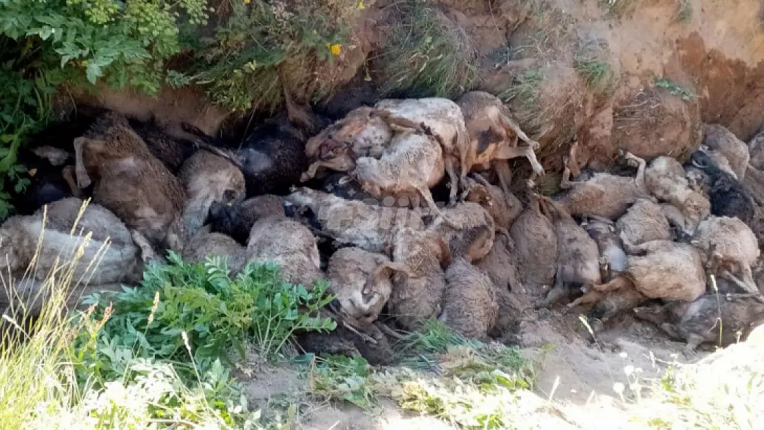 Van'da bir garip olay... Peş peşe uçurumdan atladılar! 130 koyun telef oldu