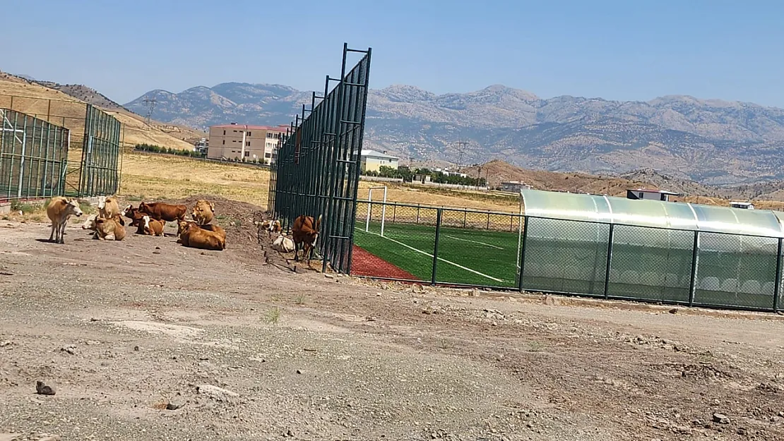 Veysel Karani'de Saha Yapıldı, Çevre Düzenlemesi Unutuldu