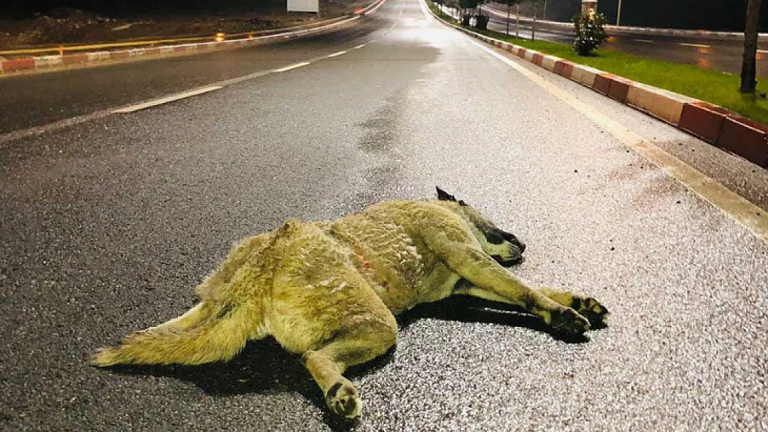 Vicdansızlığın böylesi Görülmedi! Önce Çarptılar Sonra Ölüme Bıraktılar