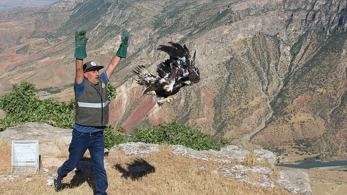 Siirt'te tedavi edilen kartal doğaya bırakıldı