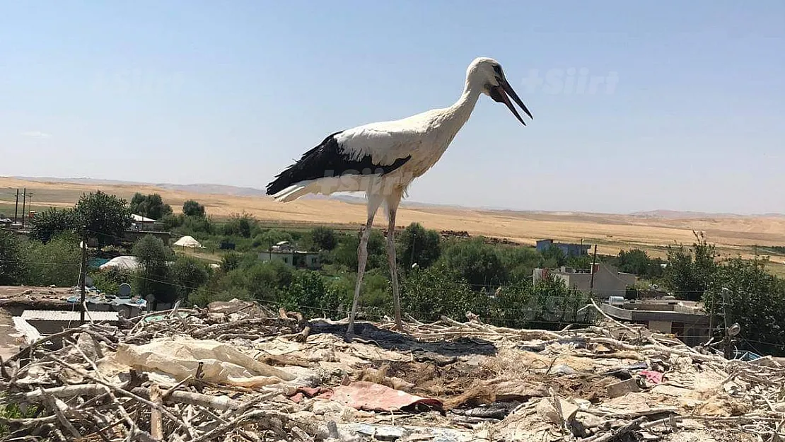 Elektrik direğinde Mahsur kalan leylek kurtarıldı