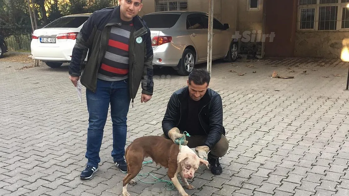 Siirt'te İnsanlara ve Kedilere Saldırtırılan Pitbulla El Konuldu