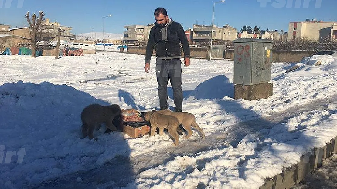 Siirt'te Sokak Hayvanlarına Sahip Çıkılıyor