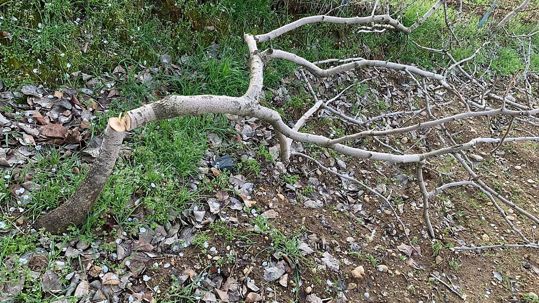 Siirt'te Ağaç Katilleri Vatandaşı Mağdur Ediyor