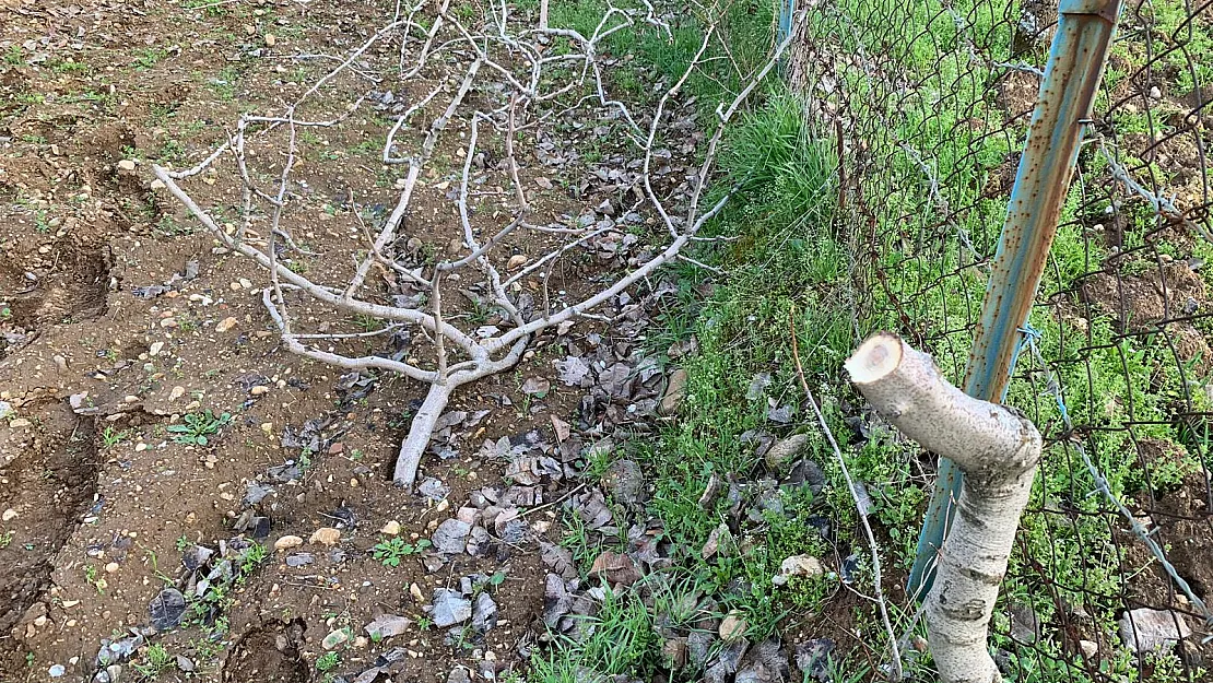 Bağ ve Bahçelere Zarar Verenler Hakkında Soruşturma Başlatıldı