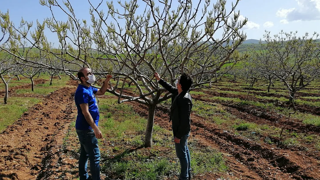 Siirt'in Tarımda En Büyük Gelir Kaynağı Kontrol Ediliyor