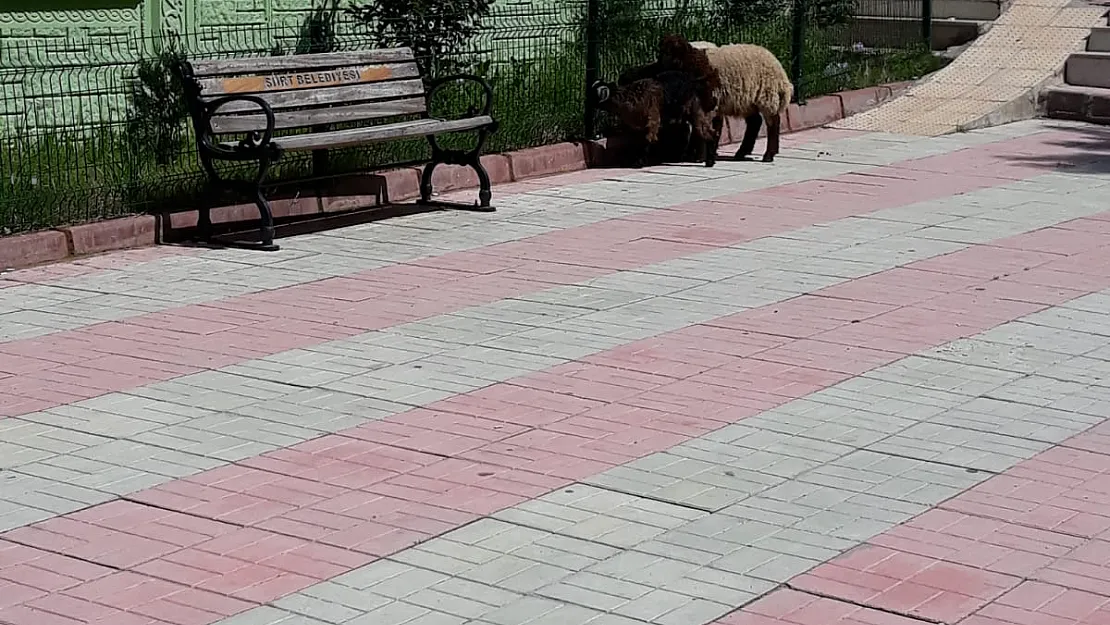 Siirt'te Başı Boş Hayvanlar Yine Piyasada