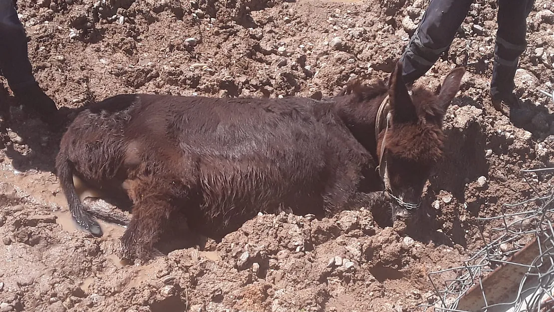 Çamura Saplanan Eşeği Vatandaşlar Kurtardı