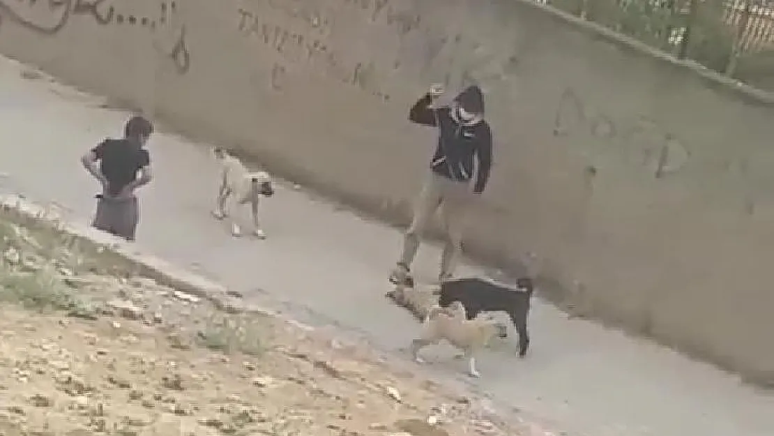 Siirt'te Köpekleri Önce Dövüştürdü Sonra İşkence Etti