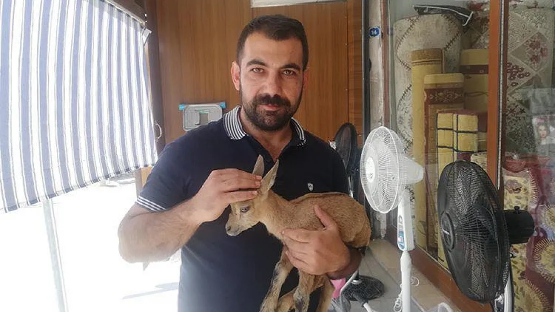 Eruh'ta Bitkin Halde Bulunan Yavru Yaban Keçisi Tedavi Altına Alındı