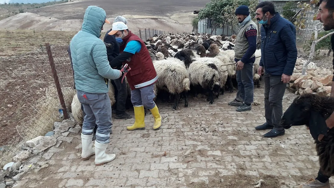 Siirt'te Hayvanlara Veba,  Brusella Aşılaması Başlatıldı