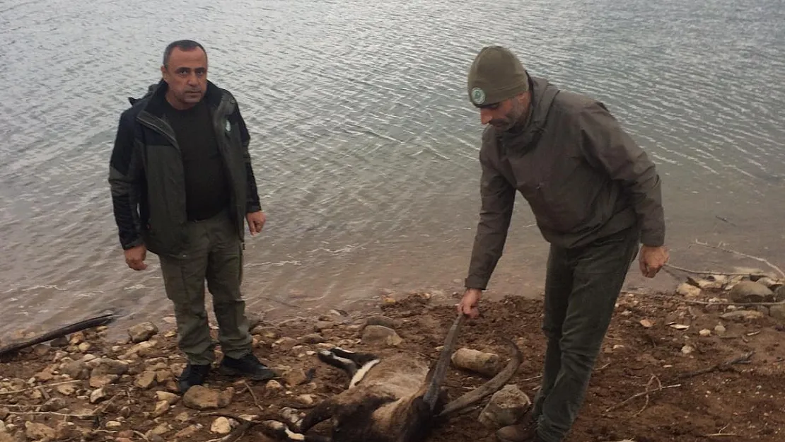 Siirt'te Nesli Tükenmekte Olan Dağ Keçisi Ölü Bulundu