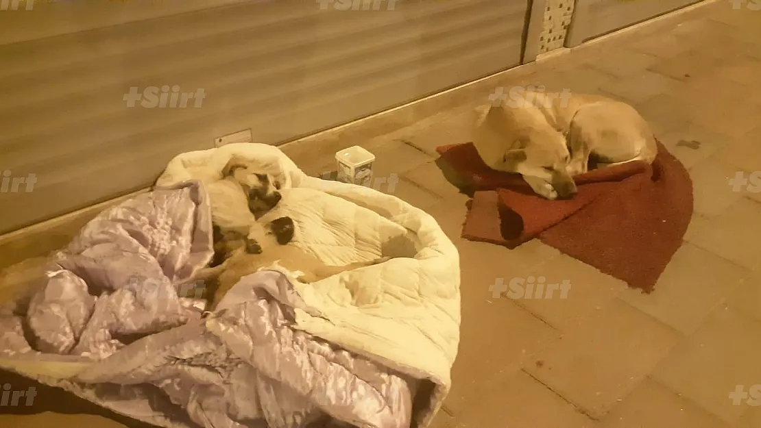 Siirt'te Sokak Köpeklerine Kim Çare Bulacak?