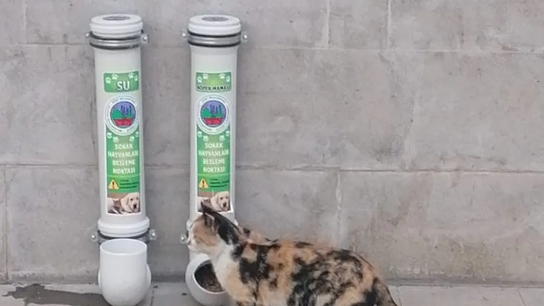 Siirt'te Sokak Hayvanları İçin Nihayet Beslenme Odakları Kuruldu