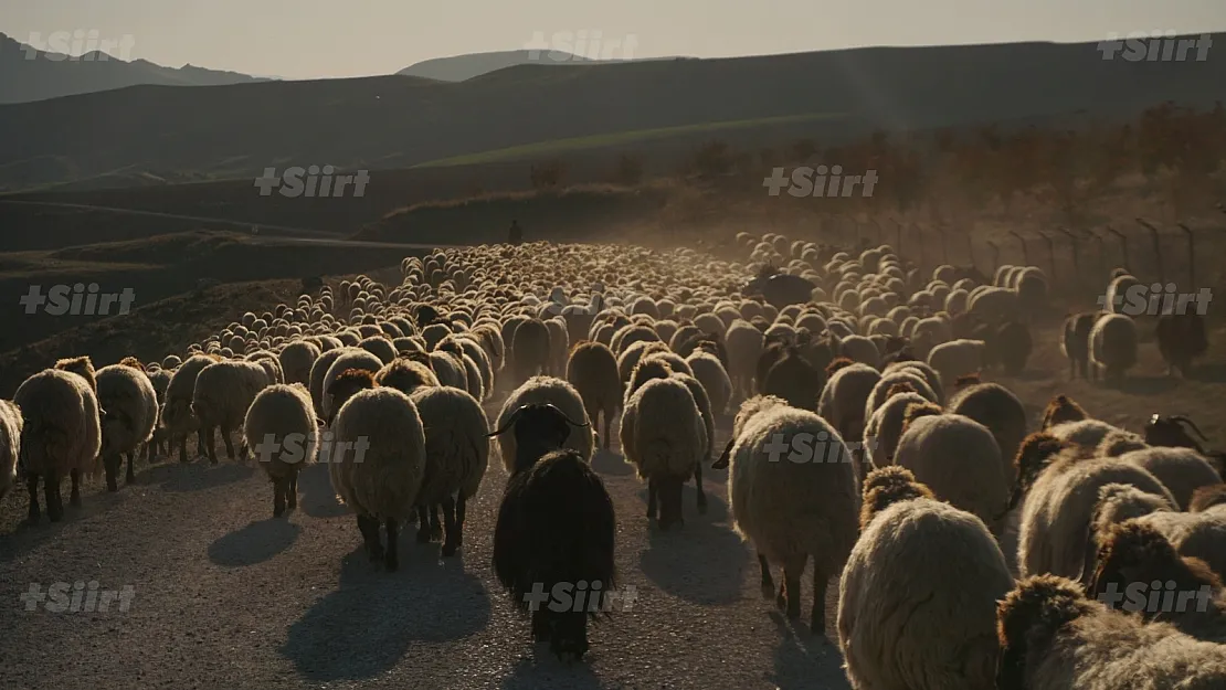 TÜİK Açıkladı! Siirt'ten Bir Başarı Daha, Bu Kez Türkiye'de 4. Olduk