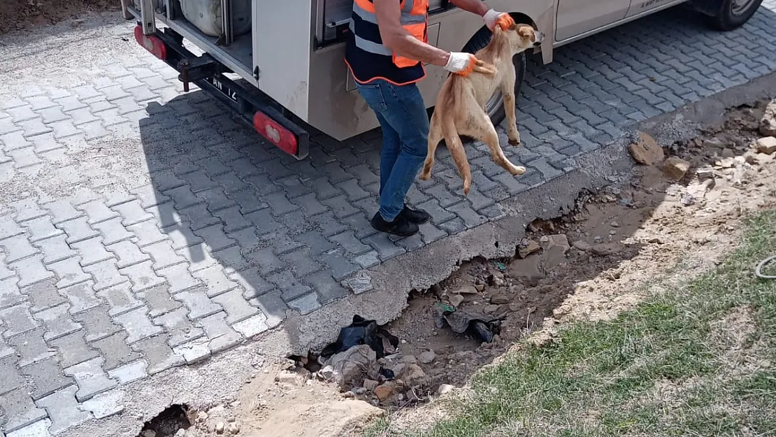 Siirt'te Kuyuya Düşen Köpek Kurtarıldı