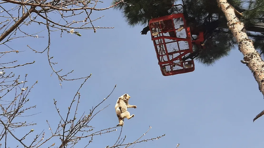 Siirt'te Ağaçta Mahsur Kalan Kedi 3 Saatlik Çalışmayla Kurtarıldı