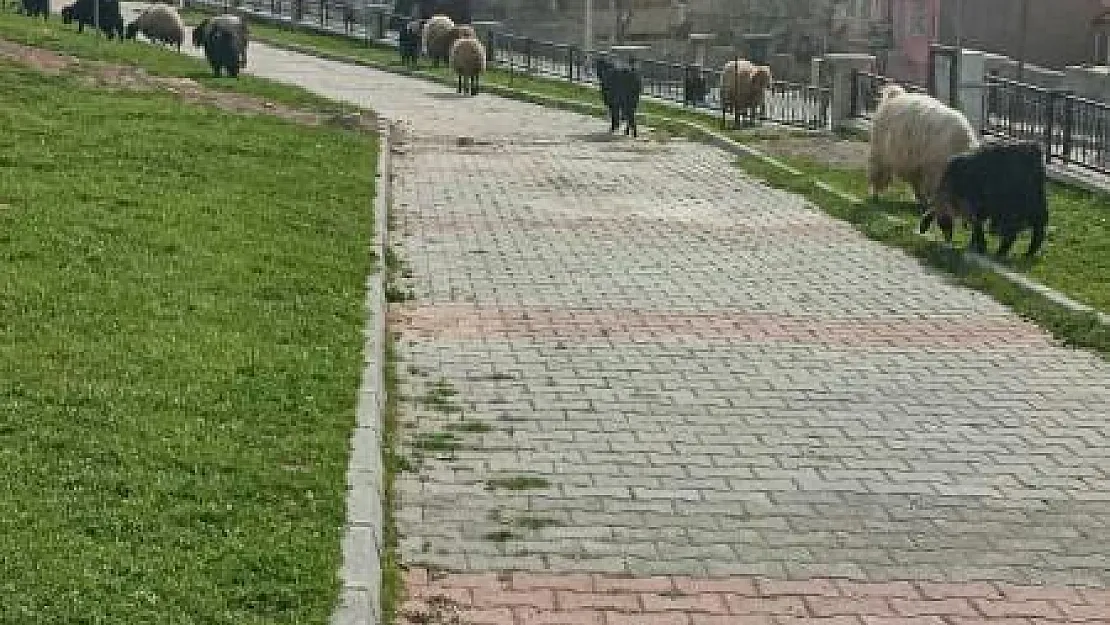 Siirt'te Çocuk Parkında, Çocuk Sesi Yerine Koyun ve Keçi Sesi Hakim!