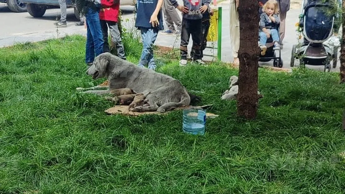 Güres Caddesinde Doğum Yapan Köpek İlgi Odağı Oldu