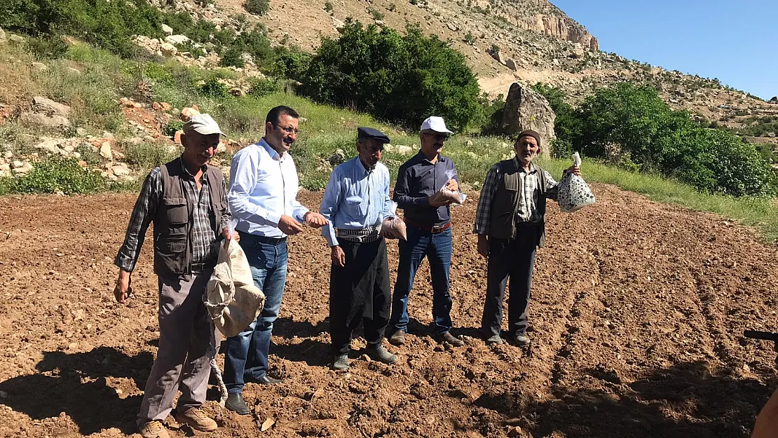 Siirt'te Geleneksel Susam Yetiştiriciliği Tekrar Canlandırılıyor
