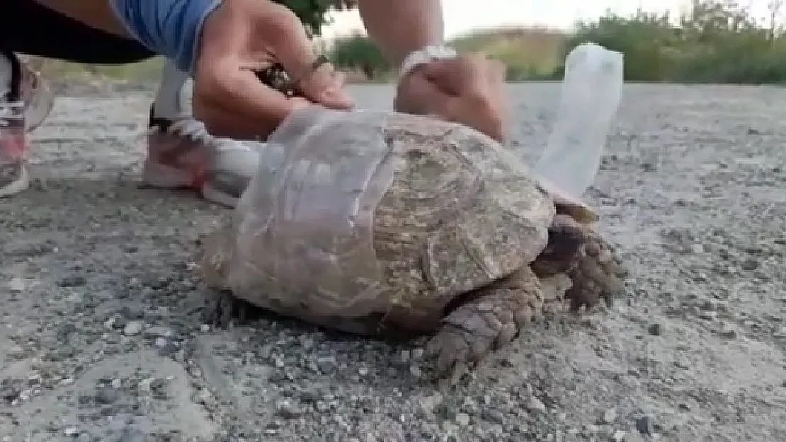 Pet Şişede Sıkışan Kaplumbağa  Vatandaşlar Tarafından Kurtarıldı