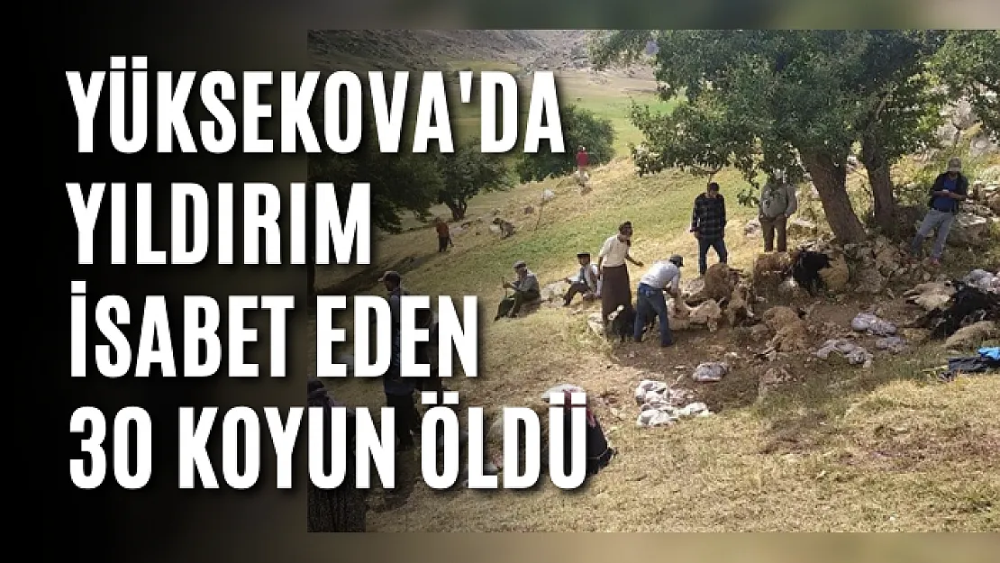 Yüksekova'da yıldırım isabet eden 30 koyun öldü