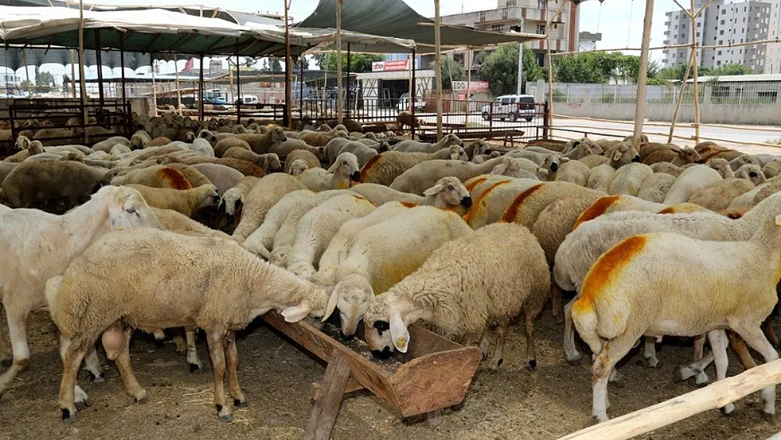 Siirt'te Bağışlanan Kurbanların Satıldığı İddiası