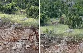 Siirt Eruh'ta Nadir Görülen Yaban Keçileri Görüntülendi