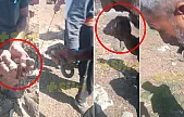 Siirt'te Ağızları Açık Bırakan Olay! Yılanı Gören Kaçar, O Isırdı