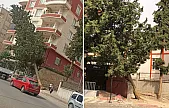 Siirt'te Rüzgar Çam Ağacını Devirdi: Facia Ucuz Atlatıldı