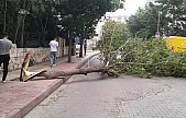 Siirt'te Şiddetli Fırtına: Ağaç Kopup Yola Devrildi