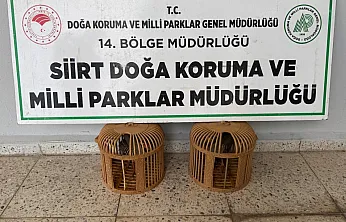 Siirt'te Yasaklı Kınalı Keklik Satışına Ceza Kesildi