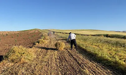 Kurtalan'da İlk Mercimek Hasadı Başladı: Çiftçinin Umudu Yeşerdi