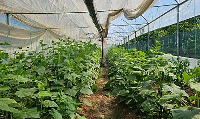 Pervari'de Örtü Altı Salatalık Hasadı Yapıldı