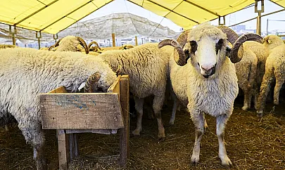 Siirt Belediyesi'nden Kurban Bayramı Öncesi Kesim ve Depolama Ücretlerini Açıkladı! İşte Kurban Kesim Ücretleri