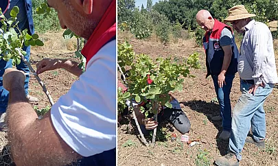 Siirt Şirvan'da Fıstık Bahçelerinde Uygulamalı Eğitim Verildi