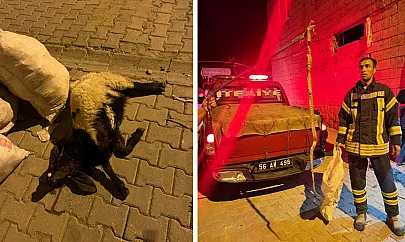 Siirt'te 2 Metrelik Yılan Bahçedeki Kuzuyu Telef Etti
