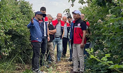 Siirt'te 34 Milyon TL Hibeyle 250 Dekar Böğürtlen Üretimi Başlayacak