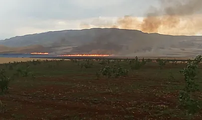 Siirt'te Buğday Tarlasında Yangın