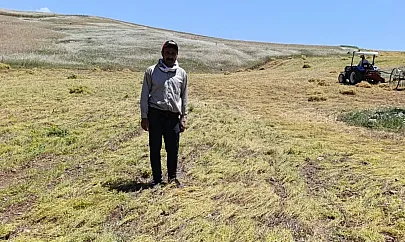 Siirt'te Hasada Günler Kala Şok Zarar: Koyunlar Tarlayı Telef Etti
