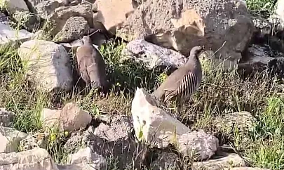 Siirt'te Kaçak Avcılığa Geçit Yok: Canlı Kınalı Keklik Avlayan Şahsa 63 Bin TL Ceza