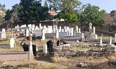 Siirt'te Vatandaş Tepkili: Siirt'te Mezarlık Bakımsızlıktan Harabeye Döndü, Hayvanlar Otluyor