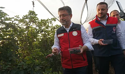 Tarım Bakanı Yumaklı, Siirt'te Böğürtlen Hasadına Katıldı