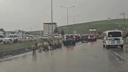 Siirt'te Göçerlerin Yayla Yolculuğu Başladı: Sürü Sahiplerinden Sürücülere Çağrı