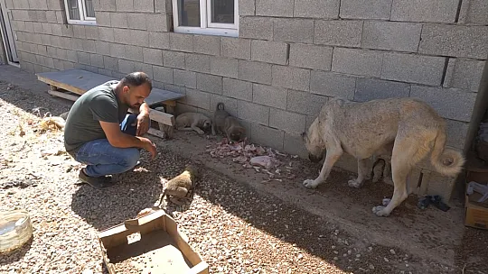 Siirt'te Çöpte Bulduğu Felçli Köpeği Ameliyat Ettirdi, İstanbul'da Sahiplendirdi